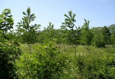 Aujourd’hui, seuls 1800 ha de peupleraies sont replantés chaque année, contre plus de 2500 ha abattus.