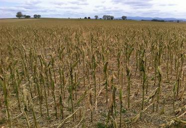 Pour faire face aux aléas climatiques, en réduire les conséquences économiques et protéger leurs outils de production, les agriculteurs doivent s’adapter.-