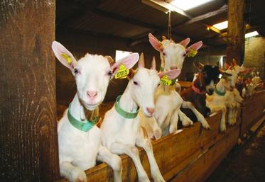 La Fresyca et les Syndicats caprins de Charentes-Poitou vont appeler les éleveurs en août à "une mobilisation de toutes les régions pour défendre nos métiers en danger.