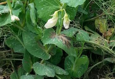 Symptômes de bactériose sur plantes