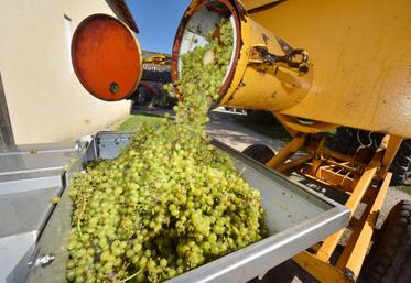 «On serait sur une année au-dessus de la moyenne avec une très forte dispersion», synthétise Joseph Stoll de la station viticole du BNIC.