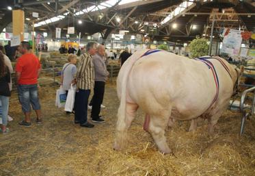 Holmes, appartenant au Gaec Quintard, repart avec le Grand prix d'honneur des mâles adultes.