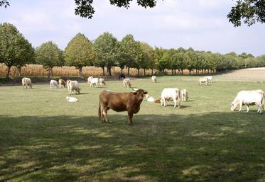 Pour les aides bovines allaitantes, la télédéclaration se termine au 15 mai.