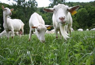 L’herbe pâturée : un fourrage d’une haute valeur alimentaire.