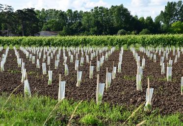 1 557 ha de plantations demandés pour 2018.