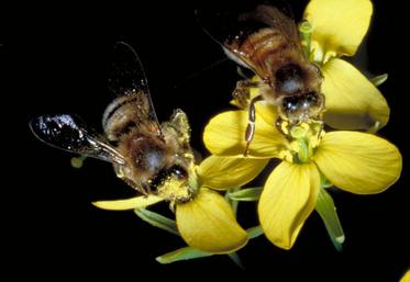 Dans 20 % des champs, l’espérance de vie des abeilles était réduite en raison de l’exposition à l’imidaclopride.