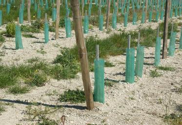 Le Conseil de bassin viticole s’est positionné pour un contingent d’autorisations de plantation de bassin à hauteur de 800 ha pour 2017.