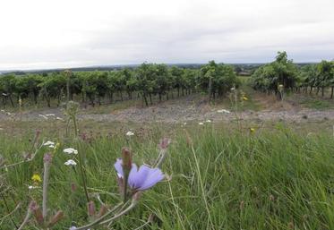 Pour le président de l'UGVC : « Nous construisons aujourd'hui le cognac de demain : un cognac d'excellence et responsable sur son territoire »VC