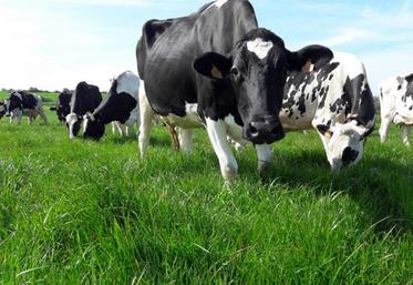 La fétuque des prés est donc particulièrement intéressante en mélange.