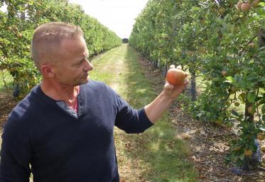 Thierry Faure présente une des pommes Rubinettes de son verger, presque à maturation. La preuve de leur bon goût ? Elles attirent déjà les oiseaux...