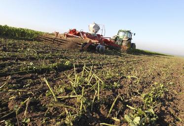 La principale nouveauté concerne les intercultures longues, les CIPAN, dérobées et couverts végétaux.