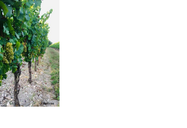 Vendanges, Poitou-Charentes