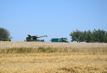 Les moissons ont commencé plus tard que les années habituelles.