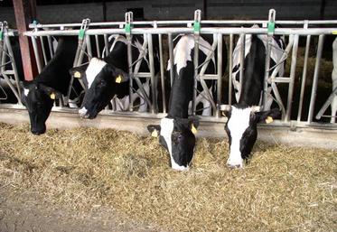 Si la production laitière française a connu une légère baisse depuis ses sommets de 2015, la situation est plus problématique en Poitou-Charentes où la baisse se poursuit depuis plus d’une décennie.