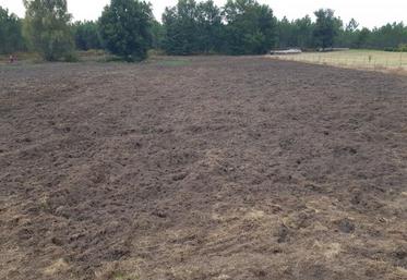 La parcelle anéantie par les sangliers.