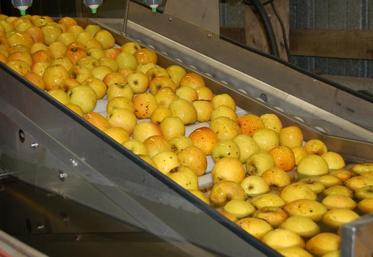 En Poitou-Charentes, la pomme passe par 40 traitements en moyenne !