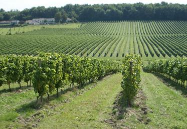 Les vignes gelées ont retrouvé leur végétation, mais pas forcément les grappes !