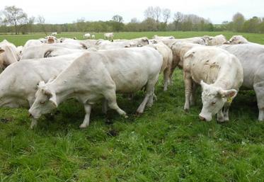 Grâce à la veille assurée par les éleveurs et le GDS 17, la situation des troupeaux bovins est majoritairement favorable face à la diarrhée virale bovine (BVD).
