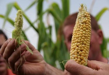 Le maïs a particulièrement souffert du manque d'eau