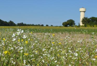Rendez-vous des couverts, agronomie, Deux-Sèvres.