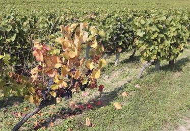 En 2014, 13 % du vignoble français était considéré improductif du fait des maladies du bois, représentant une perte de production de 2,1 à 3,4 millions d’hectolitres, soit environ un milliard d’euros de préjudice pour les producteurs.