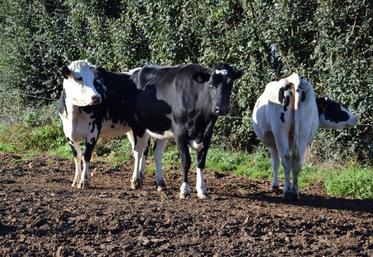 L'enjeu pour la filière régionale est de maintenir la capacité de la production laitière