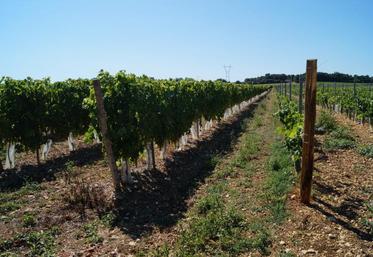 Des viticulteurs évitent le désherbage total entre les rangs pour limiter les traitements.