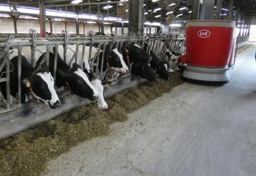 Le robot d’alimentation en plein travail, dans le bâtiment des vaches en lactation.