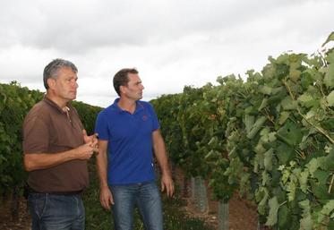 Michel Girard, technicien viticole à la Chambre d’agriculture et Yohann Mérigeault mettent en avant l’intérêt de prospecter dans les vignes pour lutter contre la flavescence dorée.