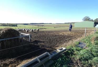 Patrice Chamard, sur les lieux de l’attaque de loup, à proximité immédiate de son exploitation.