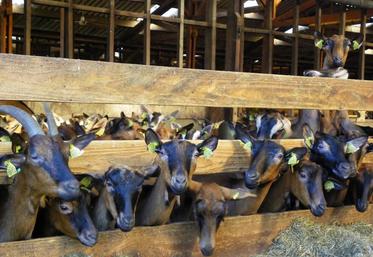 La grande région ALPC représente la moitié de l’économie caprine française.