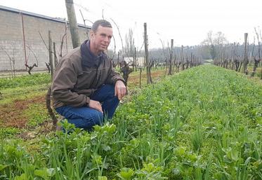 Christian Herbreteau utilise les couverts végétaux depuis 2014.