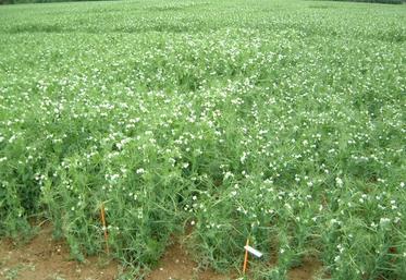 Les pois peuvent constituer une bonne alternative.