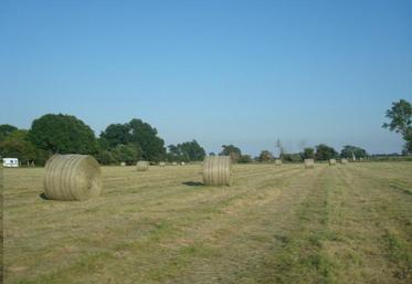 La fé́tuque élevé́e est particulièrement bien adapteée à̀ la fénaison