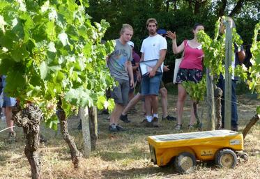 Parfaitement autonome grâce à ses capteurs solaires, le Vitirover est capable de passer partout, même en sols caillouteux.