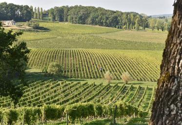 Le secteur viticole a la chance d’être porté par un marché mondial en augmentation constante.