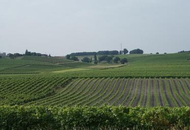 Le vignoble de cognac.
