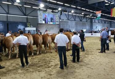 Les concours de races, ici les Limousines, sont un moment fort lors de l'ouverture du salon de l'agriculture ALPC.