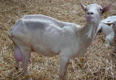 Une enquête a montré que 75 % des élevage picto-charentais présentaient au moins un animal touché par la maladie.