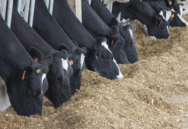 Alimentation des vaches laitières