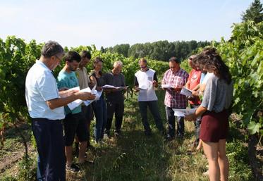 La journée du 16 juillet a permis aux viticulteurs et techniciens viticoles de la Chambre d’agriculture de mettre en place un protocole d’essai.