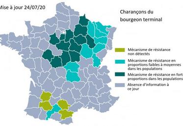 État des résistances des populations de charançon du bourgeon terminal.