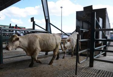 Plus de 280 bovins passés sur le ring de la vente au cadran de Parthenay, le 5 avril.