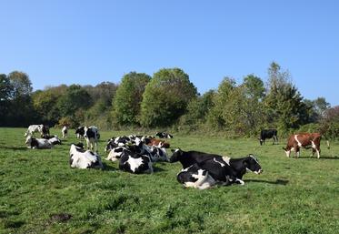Vache Laitière, Deux-Sèvres, Agriculture, Nouvelle-Aquitaine