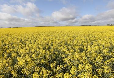Selon les conditions climatiques ultérieures, la maladie se développera ou non.