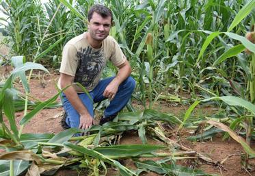 Yoahn Delage à Feuillade montre les dégâts de gibiers chez lui qui sont exponentiels ces dernières années.