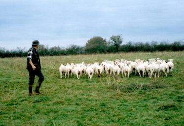 Pour bénéficier de l’aide ovine, les éleveurs doivent détenir au moins 50 brebis et respecter une un critère minimum de productivité de 0,4 agneau vendu par brebis et par an.