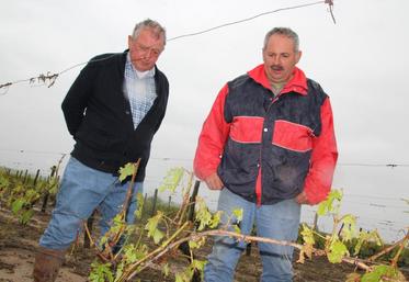 Dominique Philipponeau et Pascal Fouqueteau pensent avoir perdu l’intégralité de la récolte 2016.