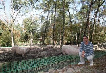 Jérémie Pelette élève ses porcs en plein air, dans les bois.