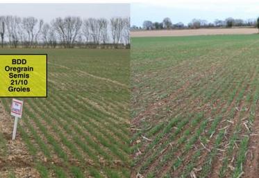 Deux exemples de BDD mises en place en Groie à St Saturnin du Bois (17 - photo de gauche) et en Terres à châtaigniers à Lusignan (86 - photo de droite). Essais ARVALIS Institut du végétal